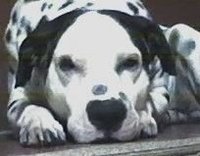 Adriana Mylanka  Toloza Moreno