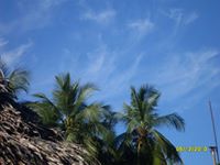 Wilfrido  Sánchez G