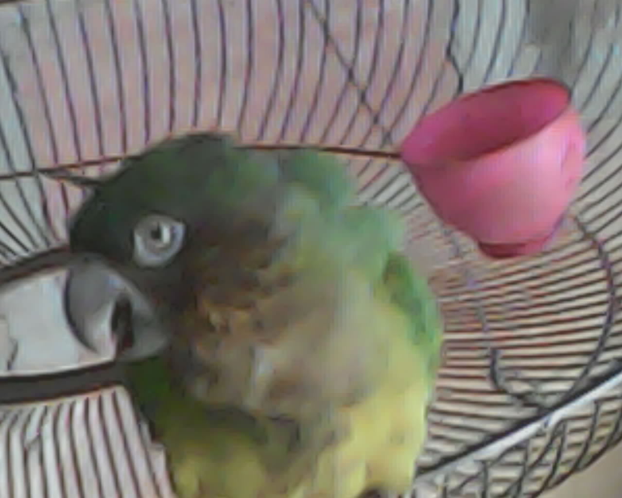 Alvaro Enrique Romero Turizo