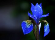 Orquidea  Azul