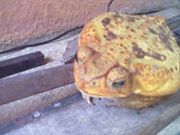 Cléber  Vasconcelos