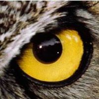 Fabio Murilo  Beraldo