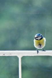 Andrea  Brunelli Donnard