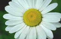 Patricia  Ramos Molina