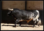 Carlos Fernando  Bonifaz Montalvo