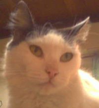 Graciela Carolina  Castro