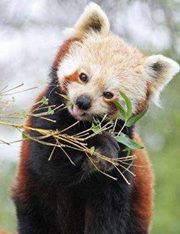 La Tía  de los Gatos