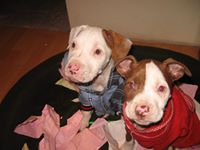 Rocio  Huerta Ramirez