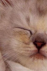 Alexandra  Lema Chiluisa