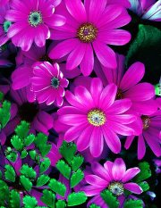 Maria Luisa  Hinostroza