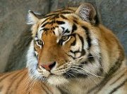 Mario Jose  Hernandez