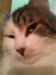 Severo  Viasus Piracoca