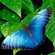 Arleide Alves  Alves