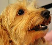 Jacqueline  Waisberg