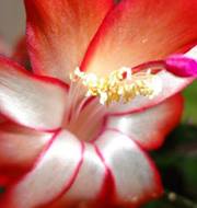 Gisele  Rocha Arantes