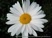 Rita  Trindade Alves