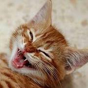 Lizbeth  Martinez Canales