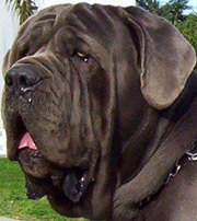 Andrea Alejandra  Montenegro