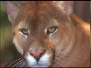 Oséas Marques  Conceição