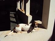 Juarez Caribé da Cunha da da Cunha