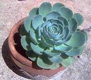 Wanderley  Rodrigues