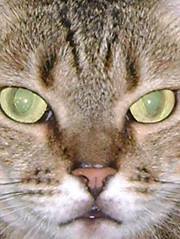 Ágata  Fernanda Costa