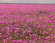 Clotilde  Saldias Roa