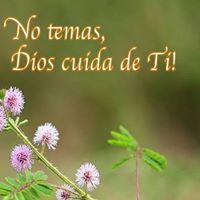 Harold  Endo Orejuela