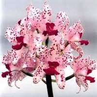 Paloma  Medina Tomé