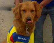 Francisco Javier  Murillo Guaman