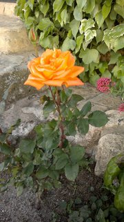 Valya  Atanasova Tomova