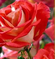 Maria Rodrigues da Silva