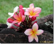 Lucineia  Cardoso Vieira