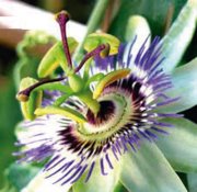 Cultiva Tu Hortaliza  Yantar de Oblacion