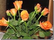 Maria José de Castro