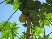 Genésio  Guadalupe de Faria