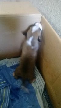 Oscar Dario  Beleño Olaya