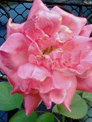 Katia Cristina  Sanches