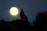 Jose Ricardo Pineda Rojas