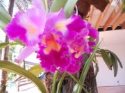 Monica  Gunia Lenz Cesar 