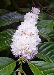 Rafael  Banderas Alcántar