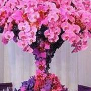 RVerrorrousse Contrera Contreras