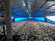 Edwin Alexander Hurtado Morocho