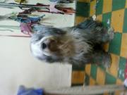 German Danilo  Caicedo Carvajal