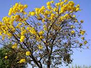 Maria Palmeira  Palmeira