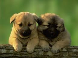 Emma Pazmiño García 