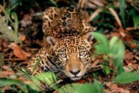 Renato Azevedo Filho