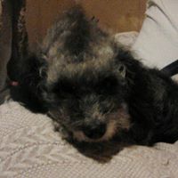 Yolanda  Garcia Sanchez