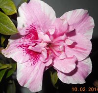 Elizabeth  Suárez Murcia