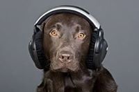 Luis Carlos  Betancourt